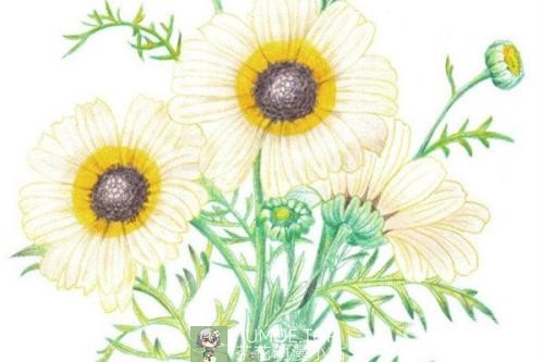 彩铅花朵的绘画技巧